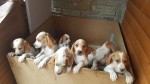 CUCCIOLI RAZZA POINTER INGLESE €800 - Oulx Vendo cuccioli di...