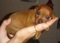 cucciolo maschio fulvo pura razza pinscher mini toy