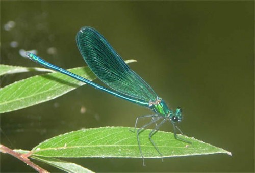 libellula