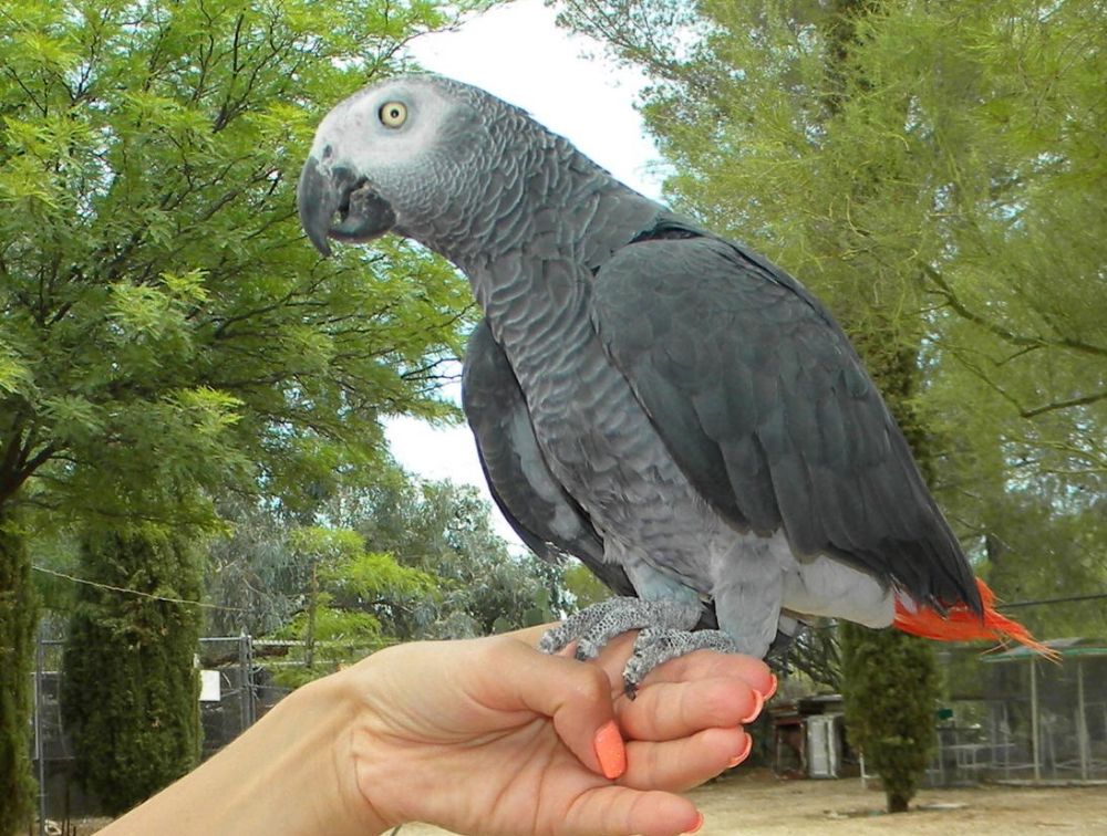 african grey