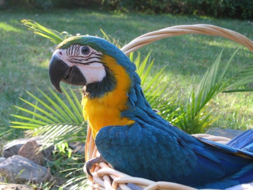 macaw1