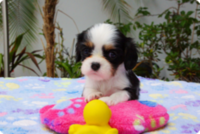 cavalier king