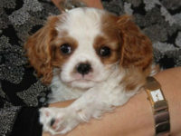 cavalier king