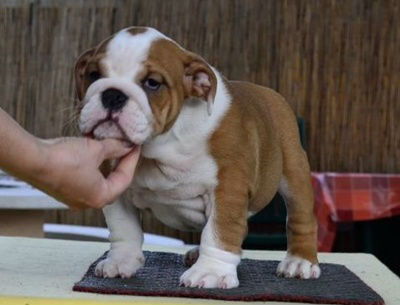 bulldog inglese