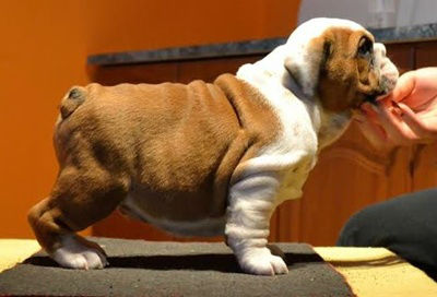 bulldog inglese