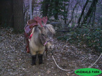 pony natale