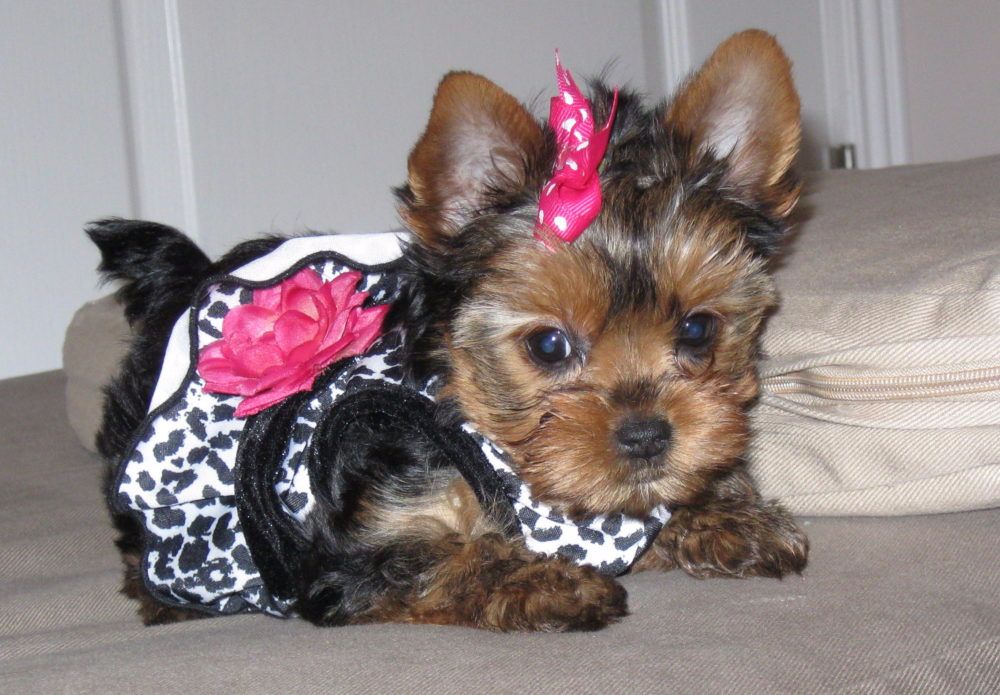 Cute-Yorkie-Dog-Breed-e1461660561506