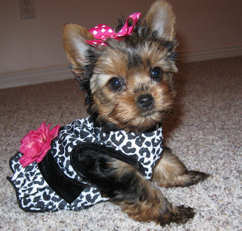 bella-a-teacup-yorkie-terrier-dog_large