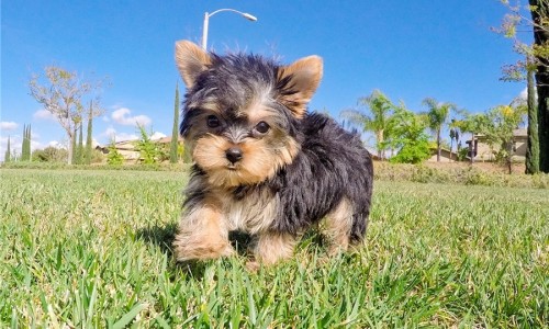 Mini Yorkie Male Puppy'