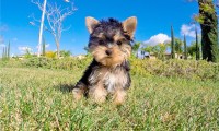 Mini Yorkie Female Puppy ,.,,