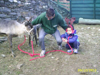 NOLEGGIO RENNE, CAMMELLI E VARI ANIMALI