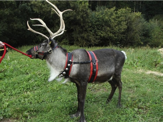 NOLEGGIO RENNE, CAMMELLI E VARI ANIMALI