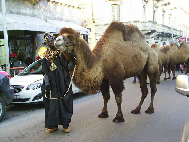 NOLEGGIO RENNE, CAMMELLI E VARI ANIMALI