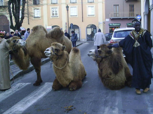 NOLEGGIO RENNE, CAMMELLI E VARI ANIMALI