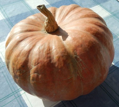 zucca gialla