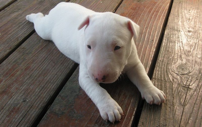 bull terrier