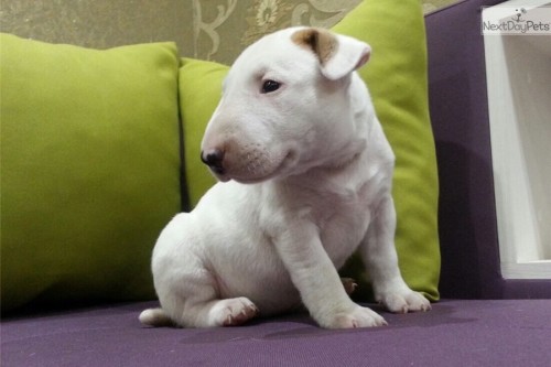 bull terrier..