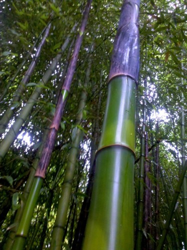 bambu - bambù - bamboo -02