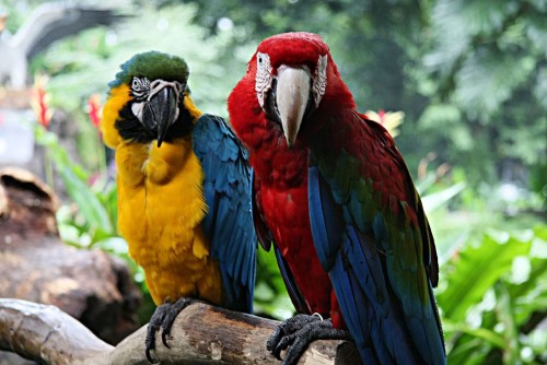 parotmacaw