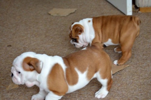 BULLDOG-INGLESE-CUCCIOLI-1529044064_1_