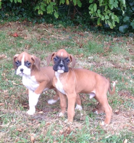 kc-registered-boxer-puppies-5ba3615715642