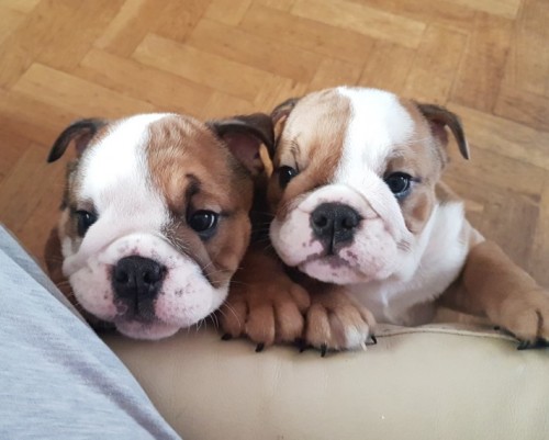 kc-reg-bulldog-pups-from-health-tested-parents-5b9cec39e019a