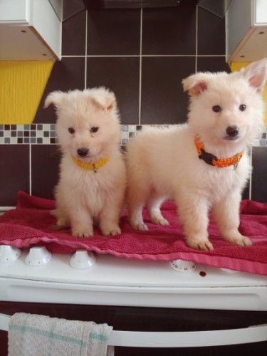 2-white-male-german-shepherd-pups-for-sale-5c55971268f16