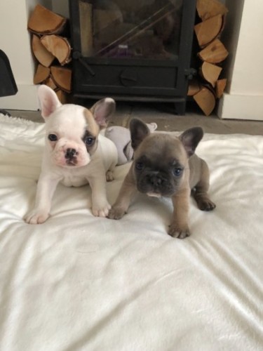 kc-reg-female-french-bulldog-puppies-5b962f6d40b37