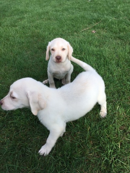 pedigree-labrador-puppies-5b8da752abb58