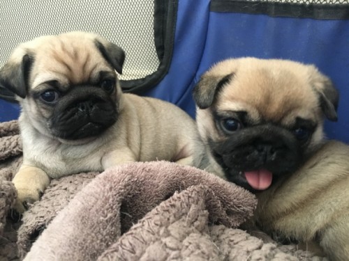 2-beautiful-boy-pugs-5b990af03aa94