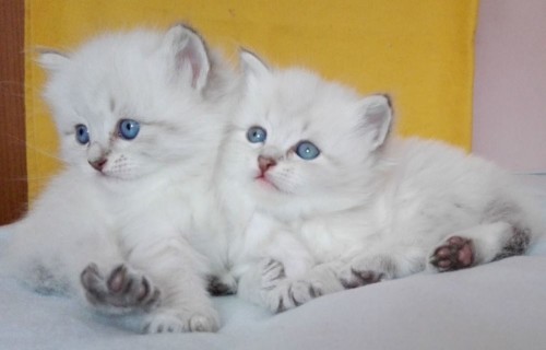 siberian-kittens-5c0657f2049b3 (1)