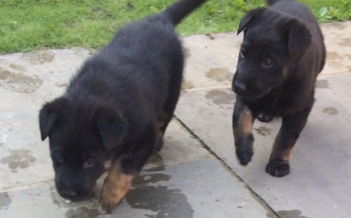 german-shepherd-puppies-for-sale-5b92ce487bbd4