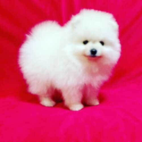 pomeranian4