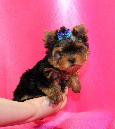 Yorkshire Terrier2