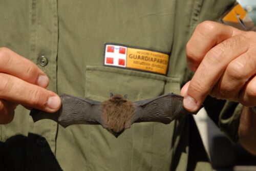 PIPISTRELLO RINVENUTO MORTO FOTO ARCH APAM