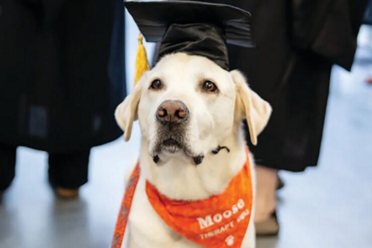 CANE CON TOCCO PER LA LAUREA