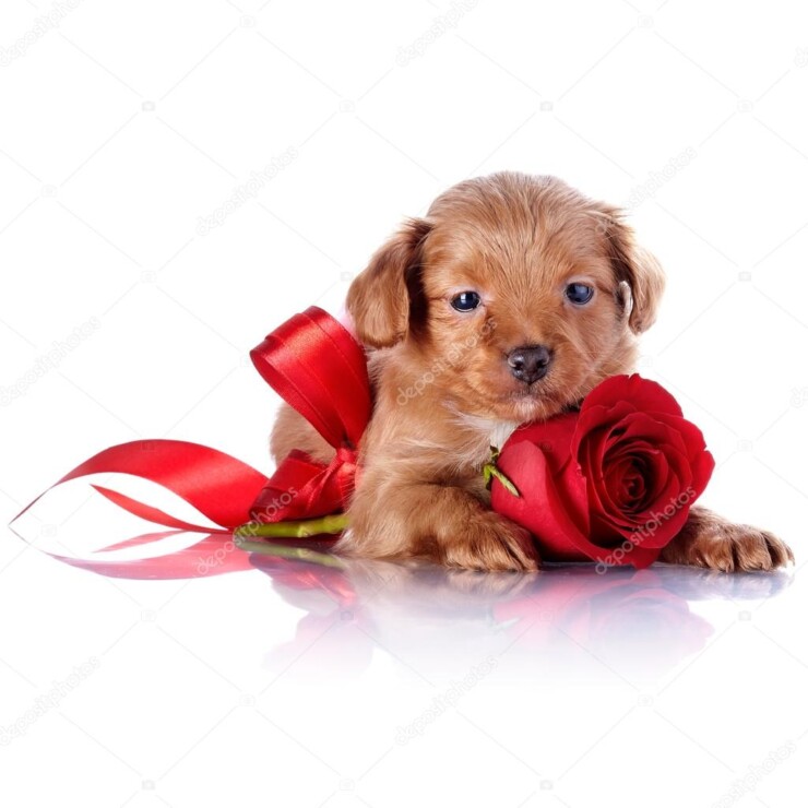 depositphotos_41586437-stock-photo-puppy-with-a-red-bow